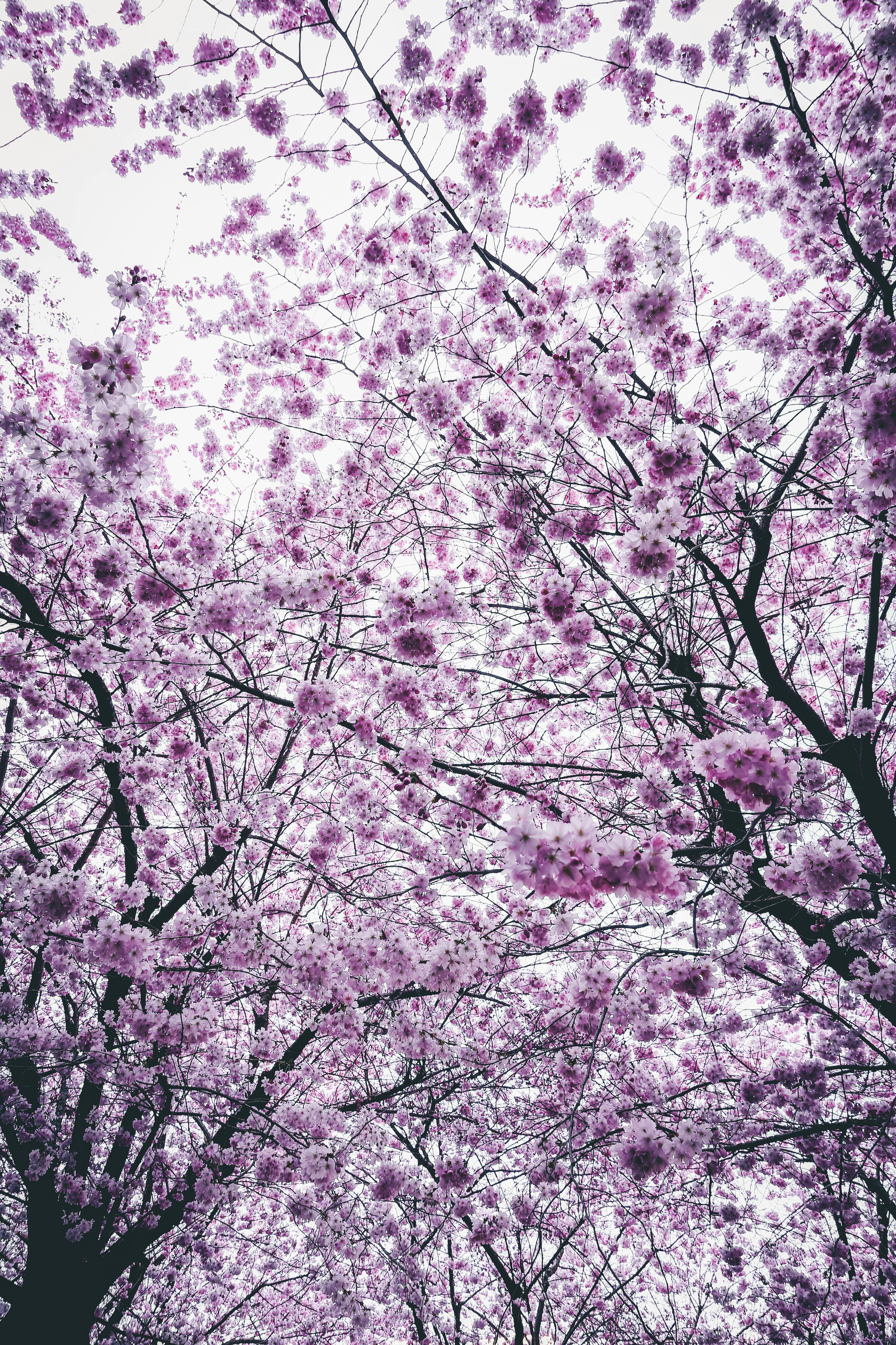 Foto Stok Gratis Tentang Bunga Bunga Sakura Bunga Bunga