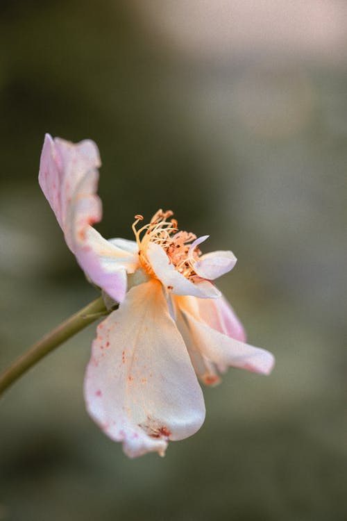 Close-Up Photograph of a Pink and White Flower