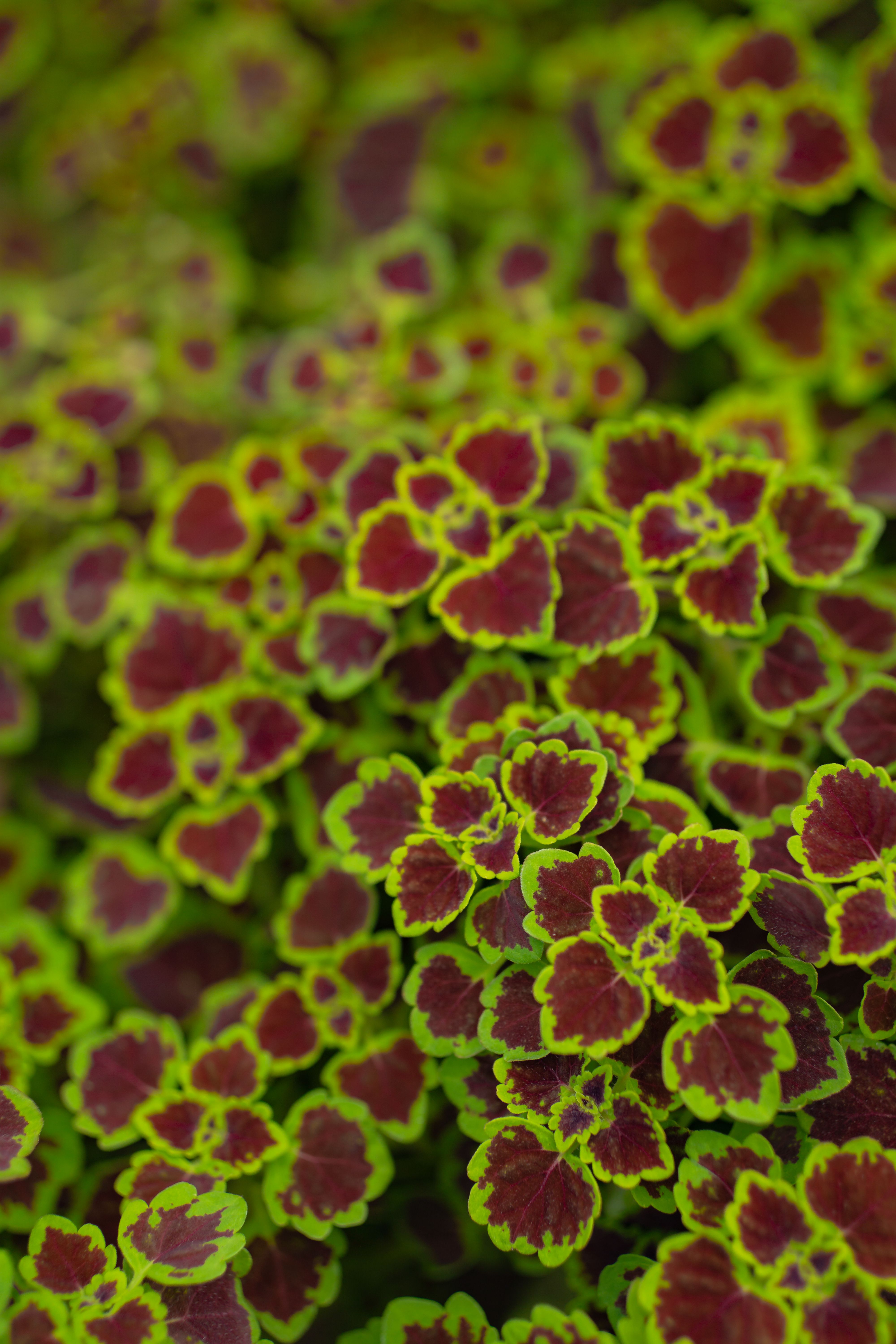 Photograph of a Plant with Red and Green Leaves · Free Stock Photo