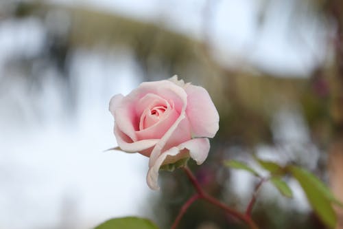 Free Selective Focus Photo of a Pink Rose in Bloom Stock Photo