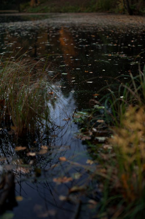 Kostnadsfri bild av falla, flod, gräs