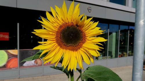 Free stock photo of flower, sunflower, yellow Stock Photo