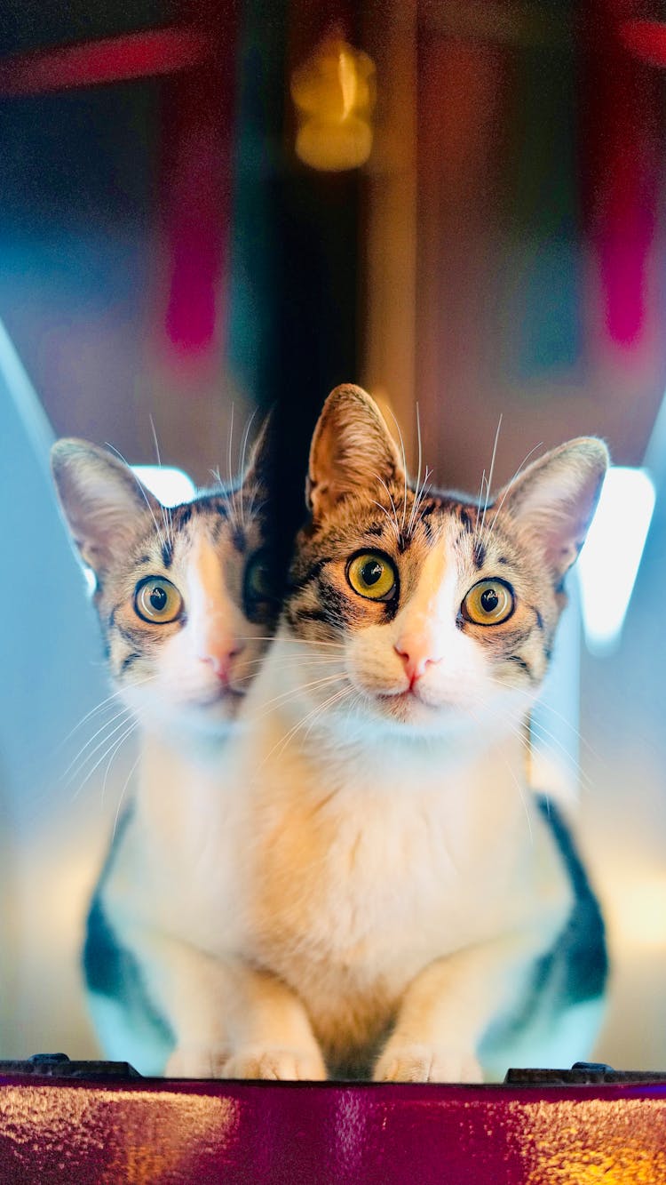 Split Image Of An Adorable Cat