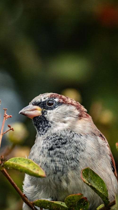 Bird Perched on the Tree Branch