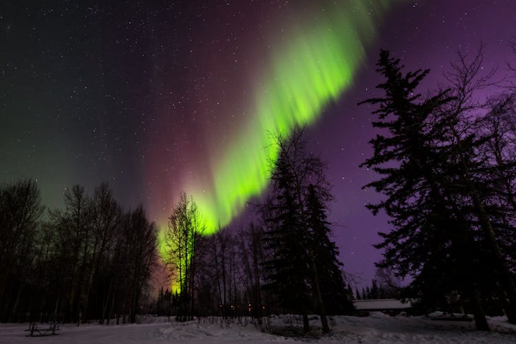 Northern Lights Above Forest At Night