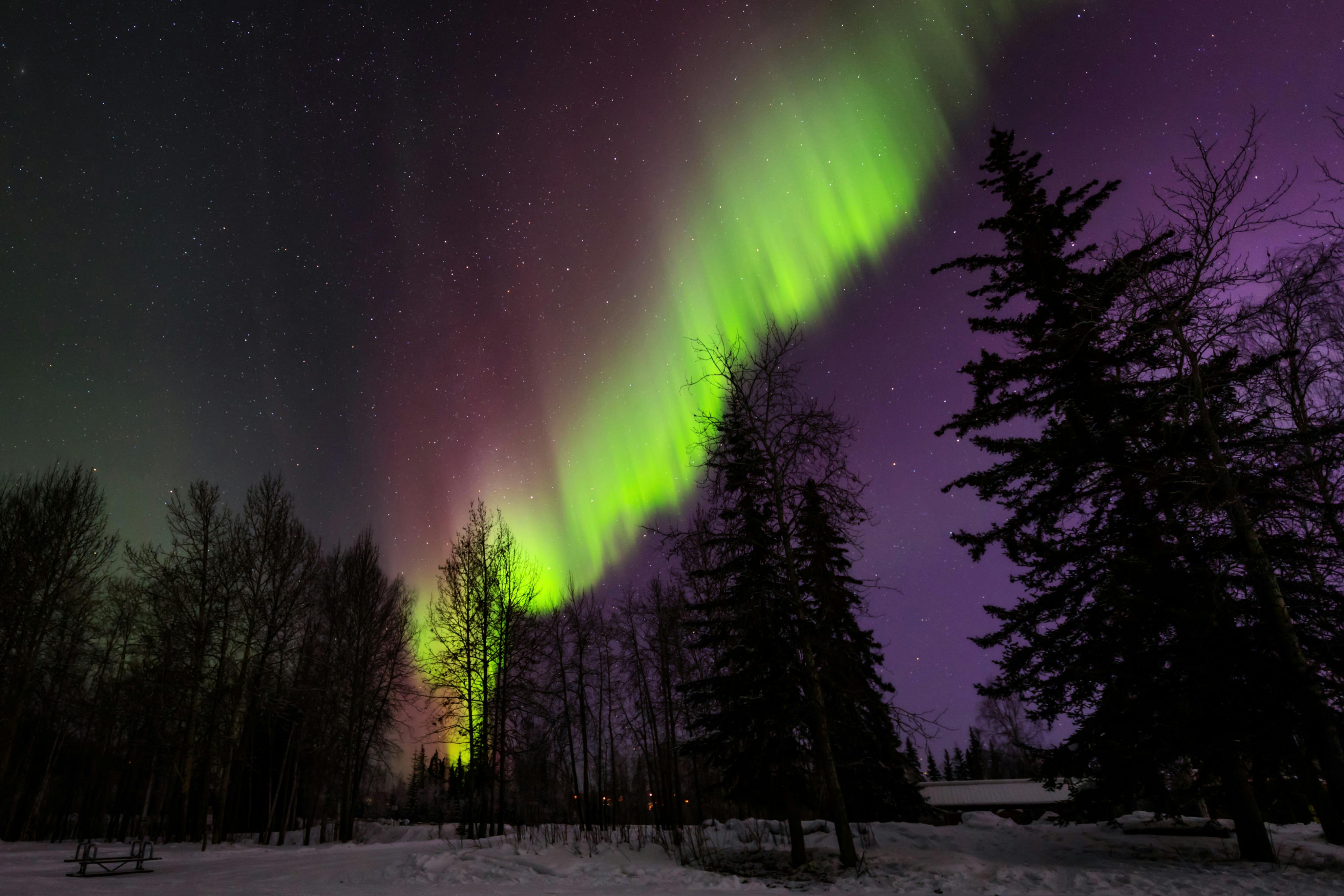 Arctic Forest Photos, Download The BEST Free Arctic Forest Stock Photos ...