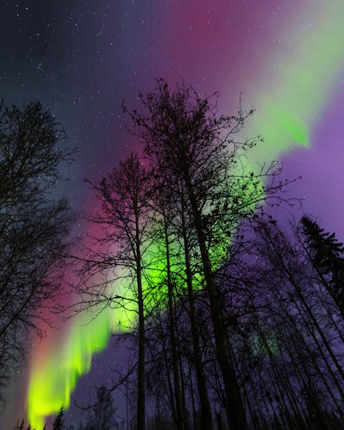 Free Fotos de stock gratuitas de al aire libre, arboles, Aurora boreal Stock Photo