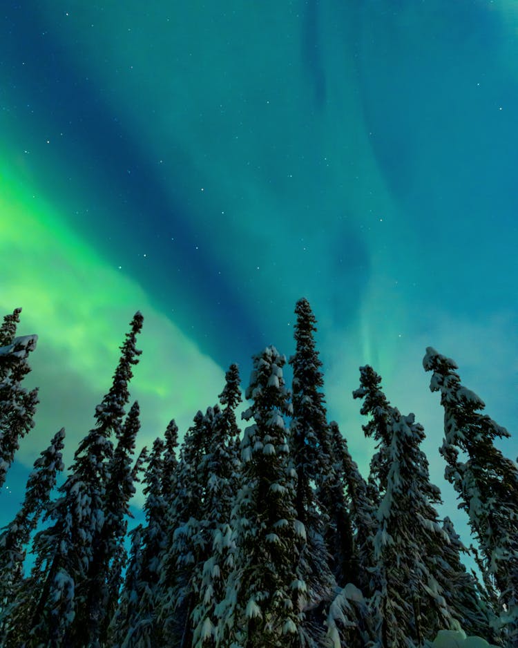 Aurora Borealis Above Snow Covered Trees 