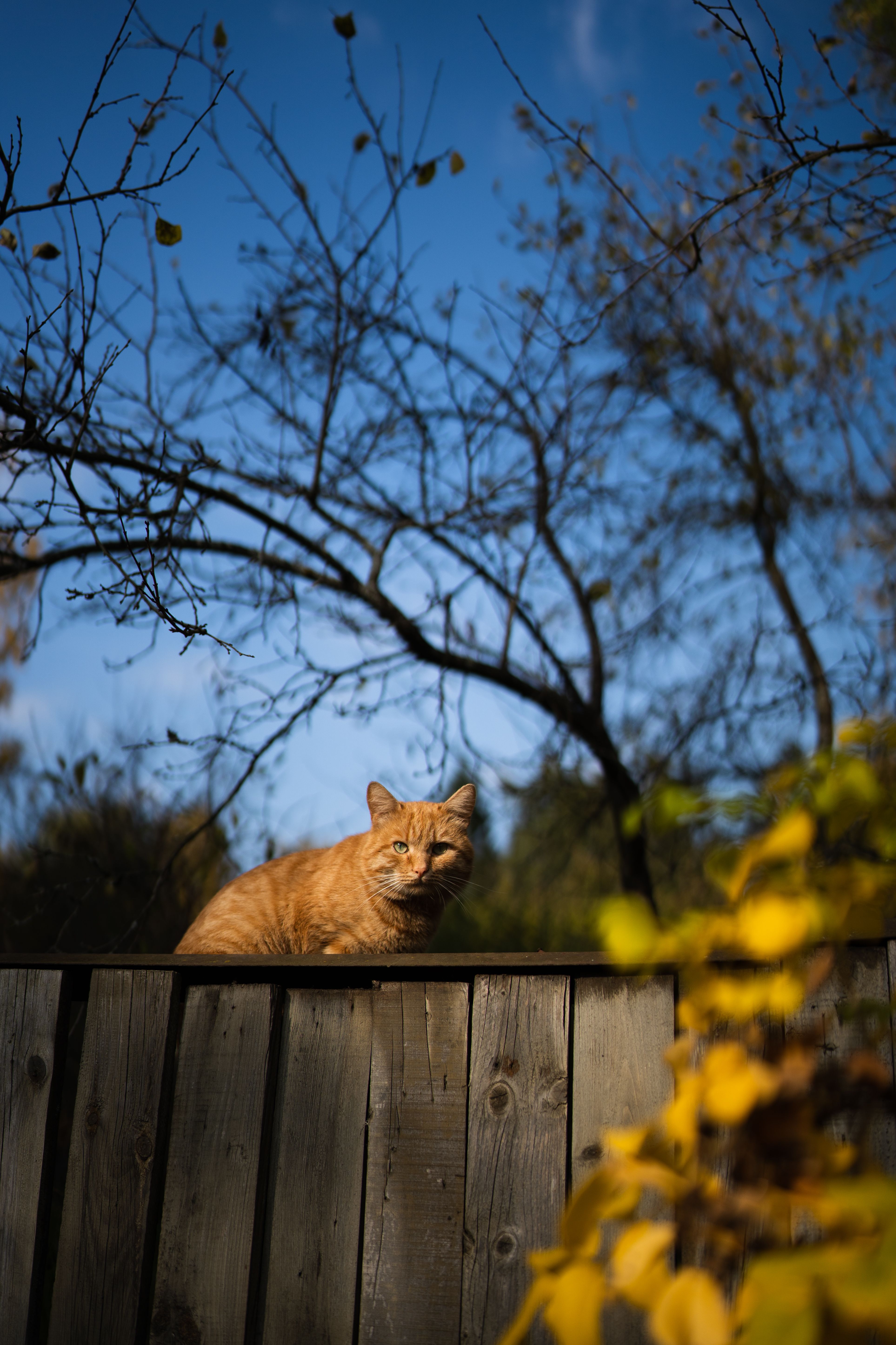 Orange Tabby Cat on Wooden Fence · Free Stock Photo