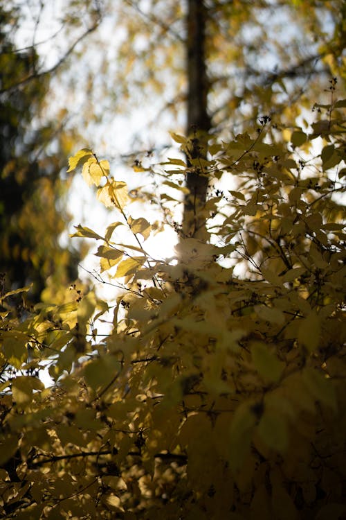 Selective Focus Photo of Yellow Leaves of a Tree