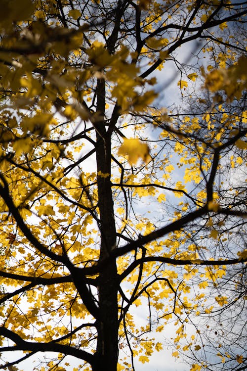 Photograph of a Tree with Yellow Leaves