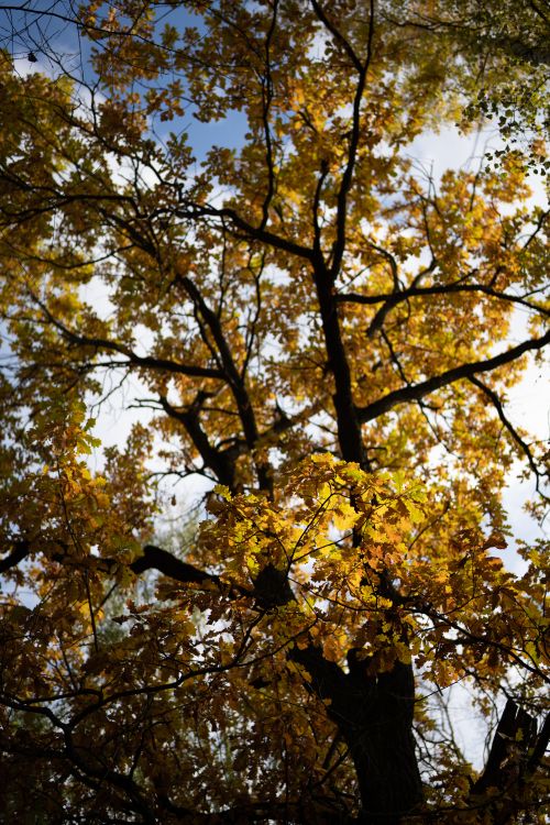 Free Stunning view of autumn leaves in a Moscow park with sunlight filtering through branches. Stock Photo