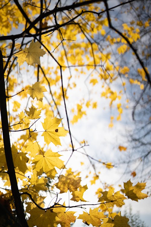 Selective Focus Photograph of Yellow Maple Leaves