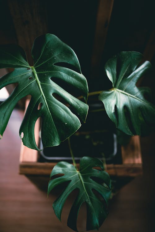 Photograph of Green Monstera Leaves