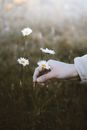 A close up on a hand picking a daisy 
