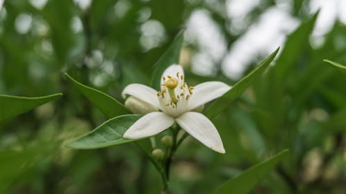 White Jasmine Flower Selective-focus Photo
