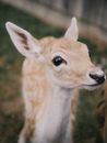 Baby roe deer standing and looking