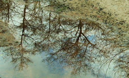 Free Trees Reflection on Water Remains in the Surface Stock Photo