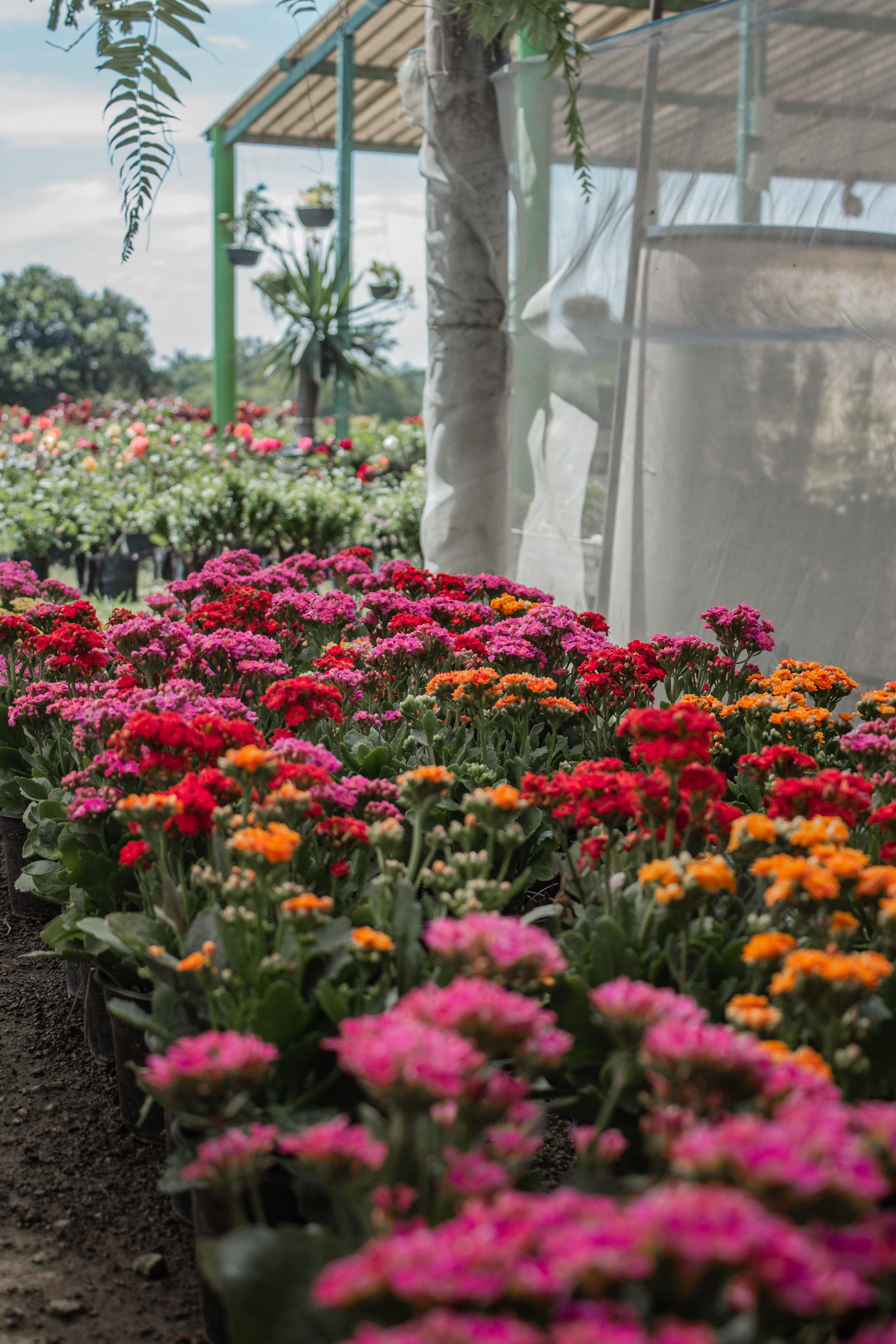 A colorful assortment of flowers blooming in a greenhouse on a sunny day.
