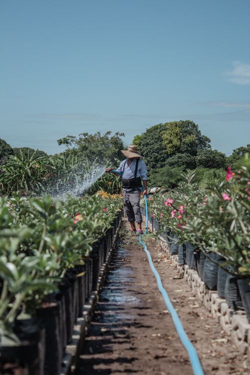 Free A gardener waters plants with a hose in a sunny outdoor nursery. Stock Photo