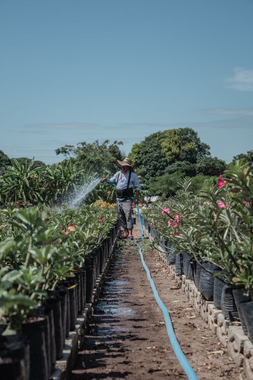 Free A dedicated gardener watering crops in an outdoor plant nursery on a sunny day. Stock Photo