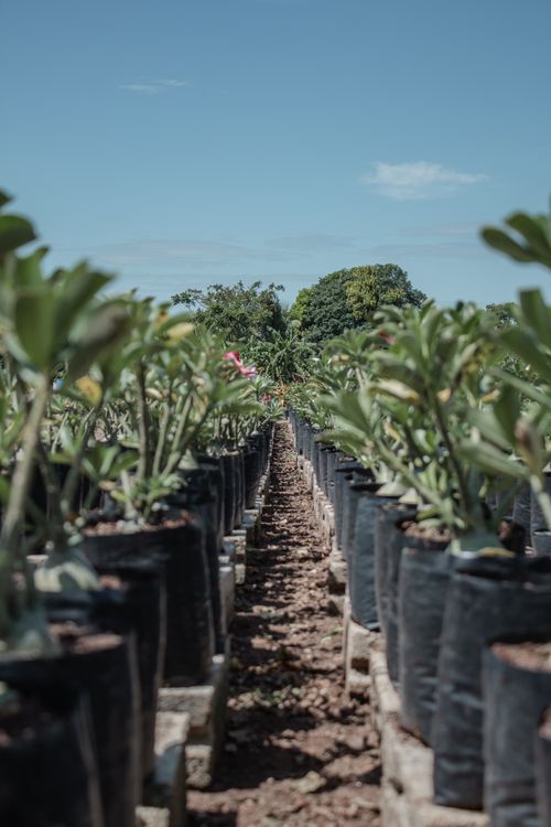 Free Rows of vibrant green plants under a clear sky in a nursery plantation. Stock Photo