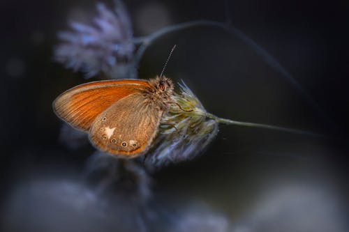 Chestnut Heath perched on a Flower 