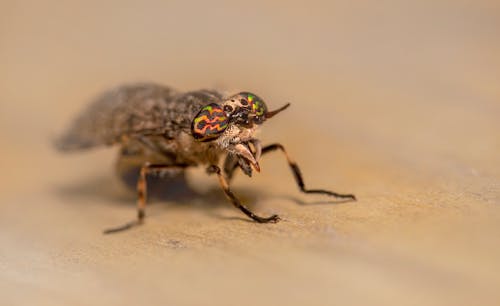 Free Black Fly on Brown Textile Stock Photo