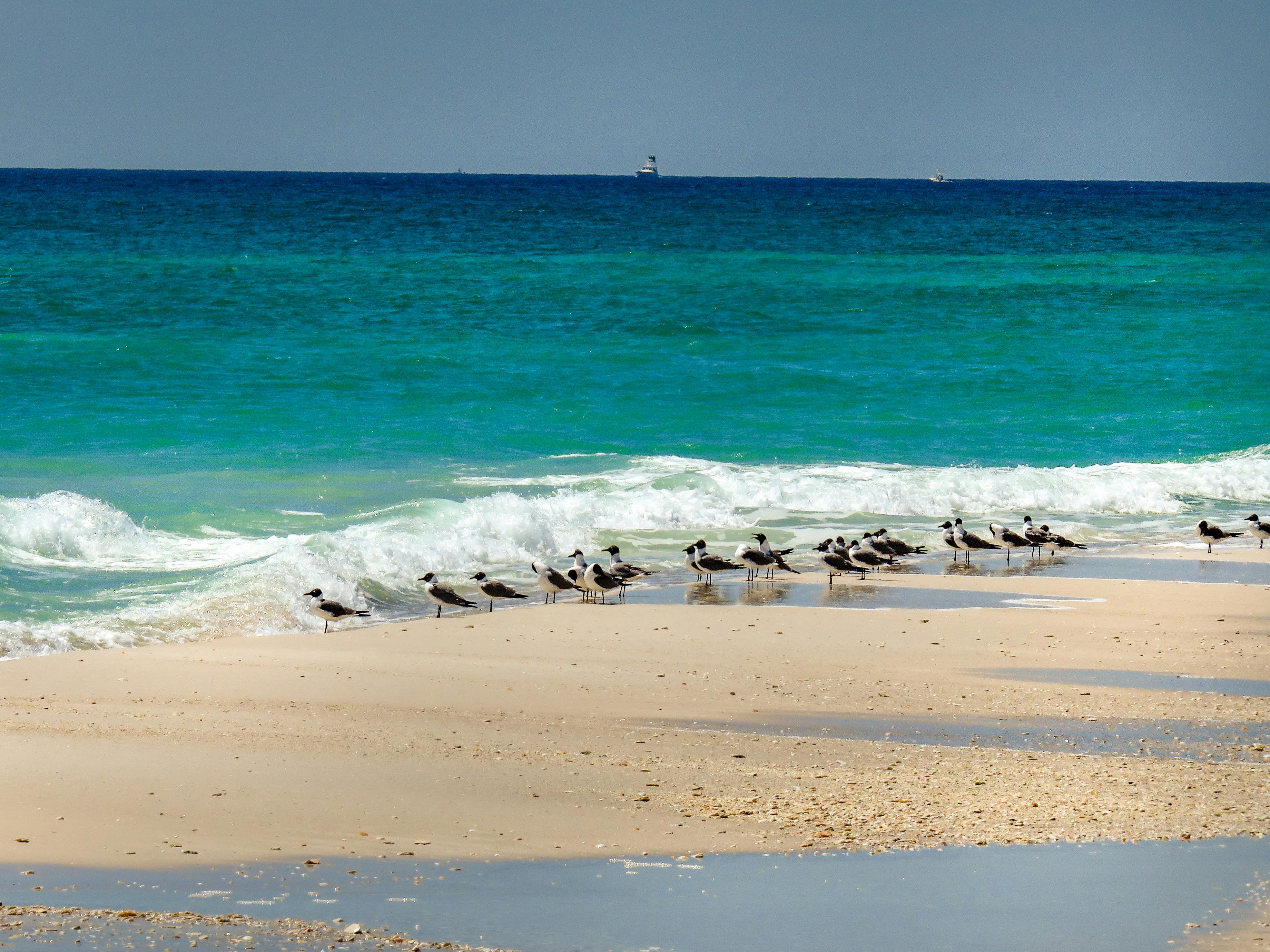 Free Stock Photo Of Beach, Florida, Pensacola