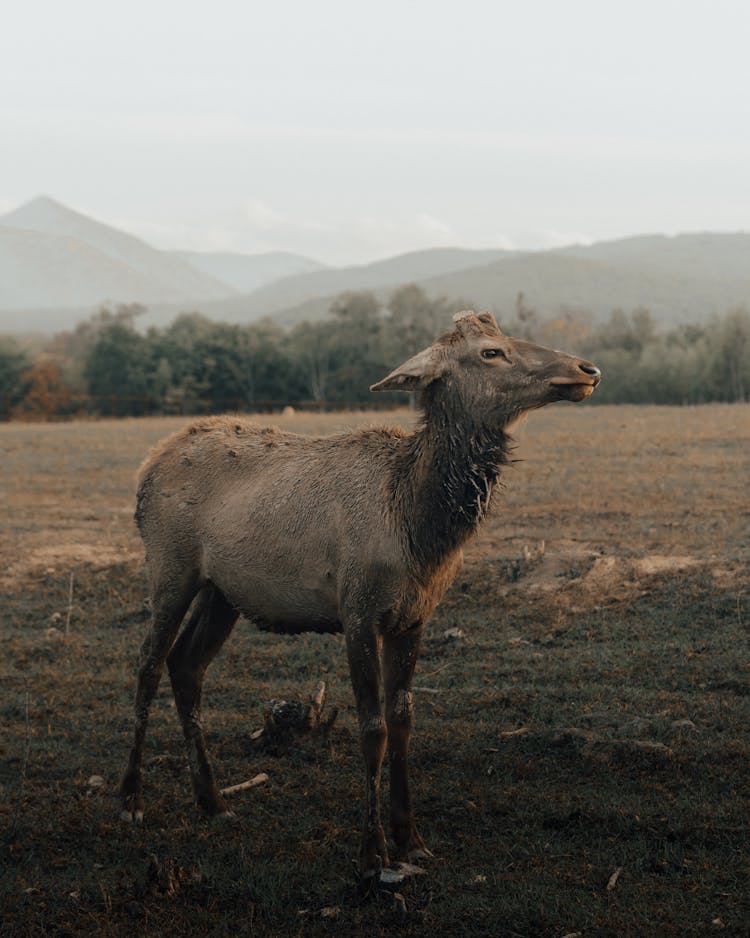 Male Of Red Deer Without Antlers Standing In Fields And Looking