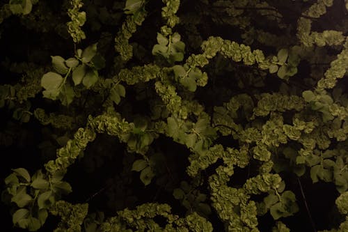 бесплатная Бесплатное стоковое фото с ветви, завод, зеленый Стоковое фото