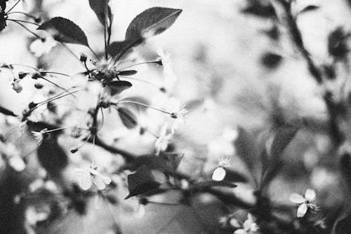 Free Grayscale Photo of a Tree Blossom Stock Photo