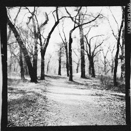 Monochrome Photograph of Bare Trees
