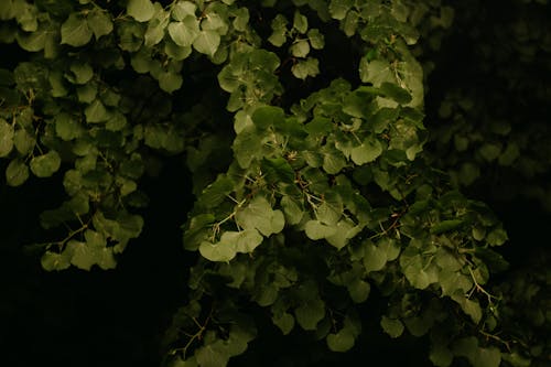 Green Leaves on Dark Background