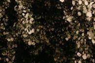 Close-up Photo of Leaves