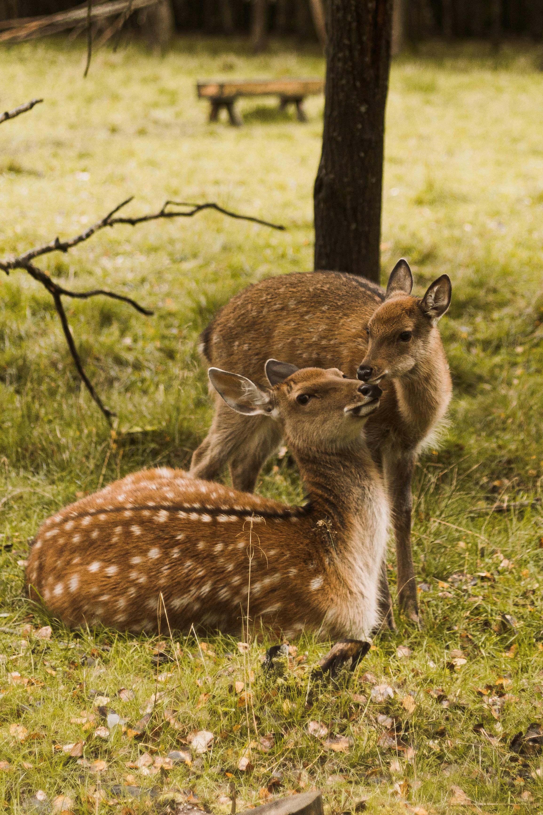 deers on grass