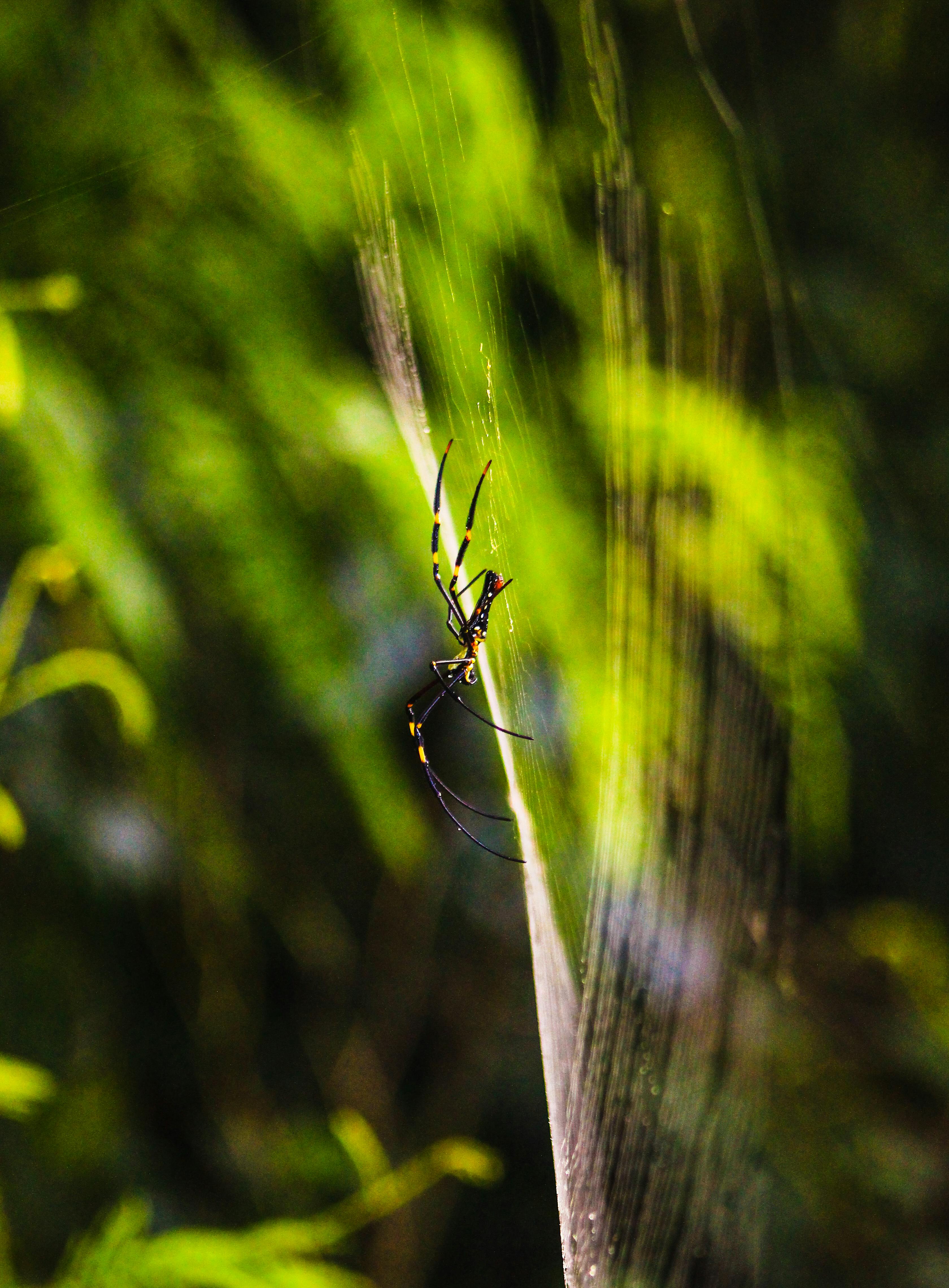 photo of a black and yellow spider on a web