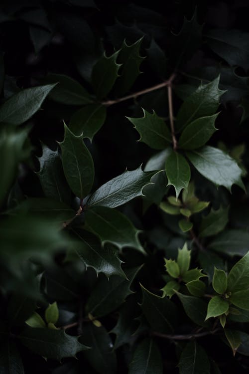 Free Photograph of Prickly Green Leaves Stock Photo