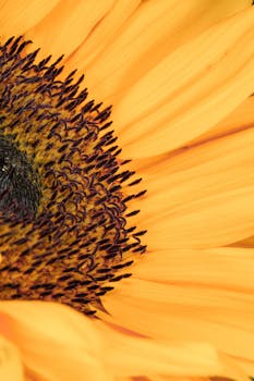 Detailed close-up of a sunflower's yellow petals and seed head, perfect for nature themes.