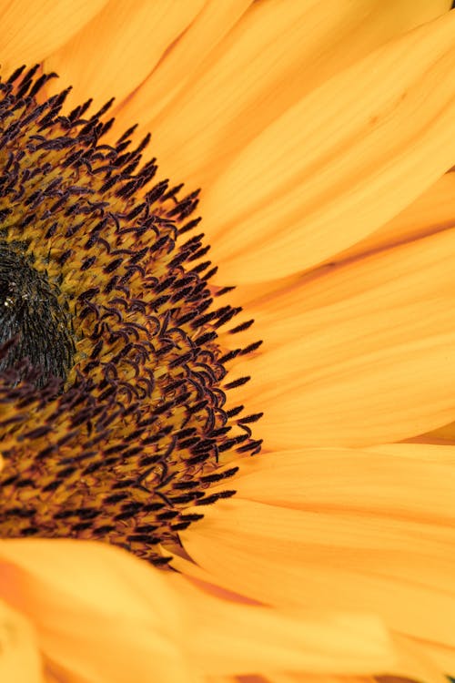 Sunflower in Close Up Photography