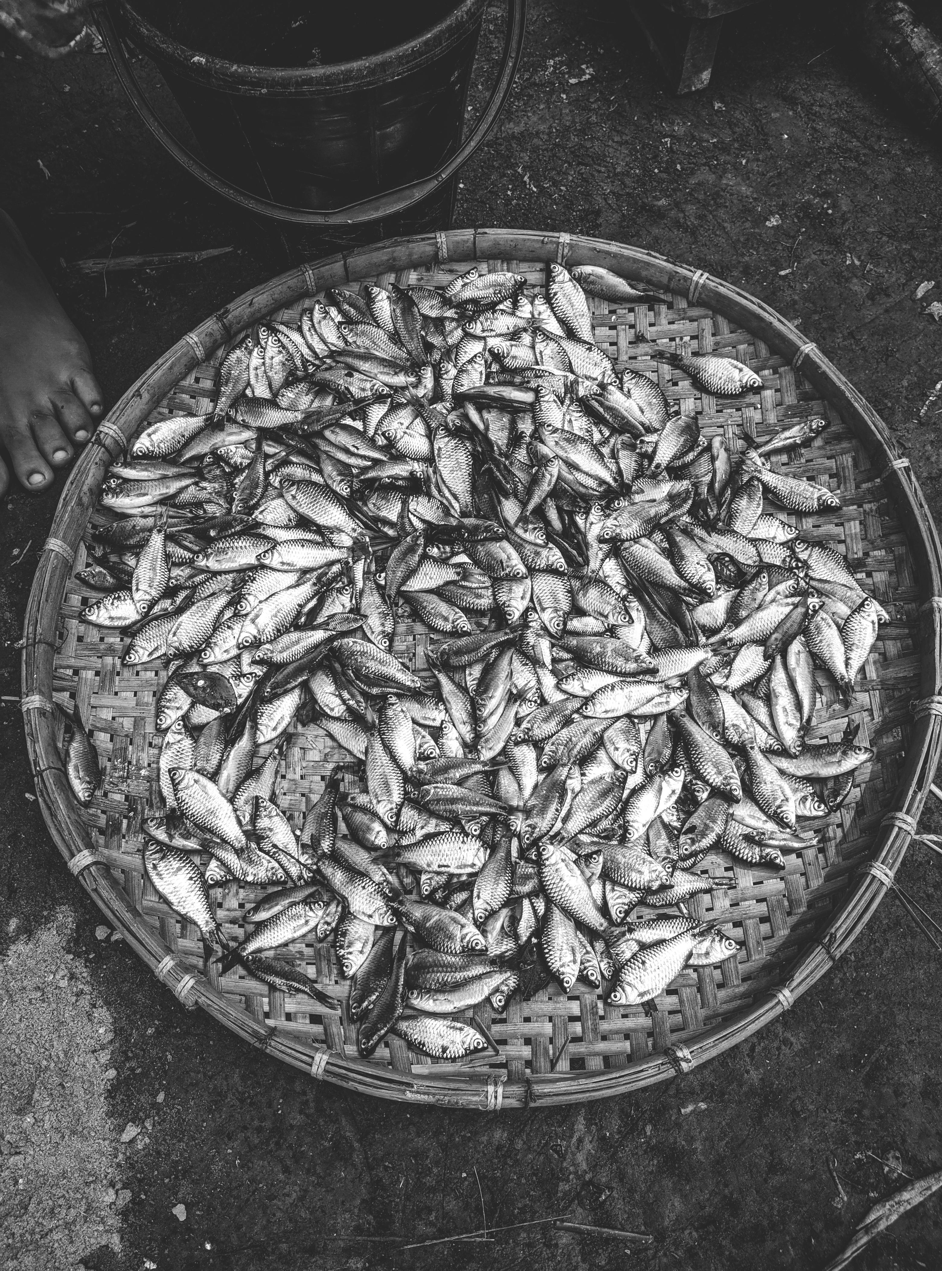 dried leaves on round stainless steel bowl