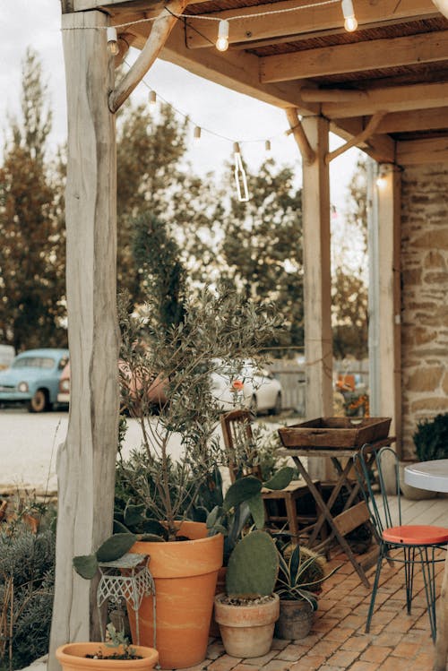 Patio with cactus