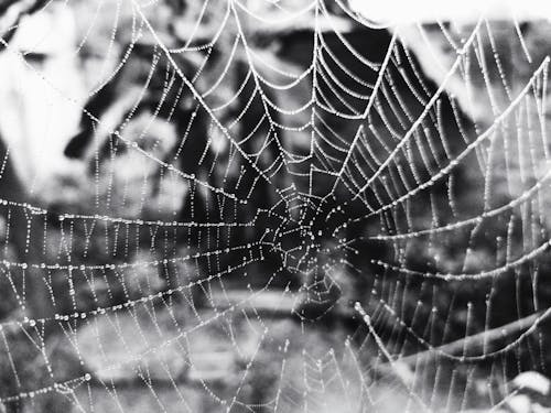 A Grayscale Photo of a Spider Web