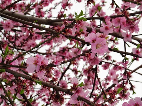 特写：鲜艳的粉红色樱花在明亮的天空下盛开