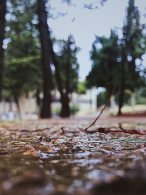 Free stock photo of الجامعة الاردنية Stock Photo