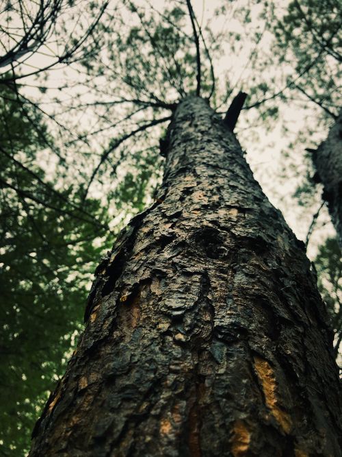 Free stock photo of air jordan, beautiful tree, dark green Stock Photo