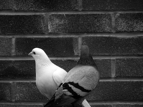 Free Grayscale Photo of Tow Pigeons Stock Photo