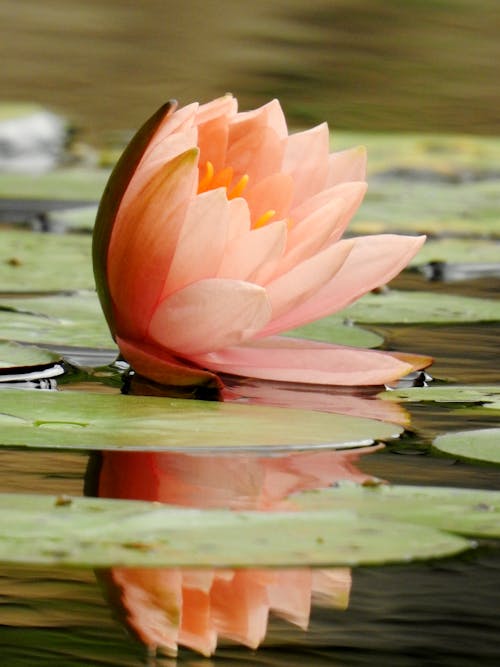 A Pink Lotus Flower  Floating in a Pond