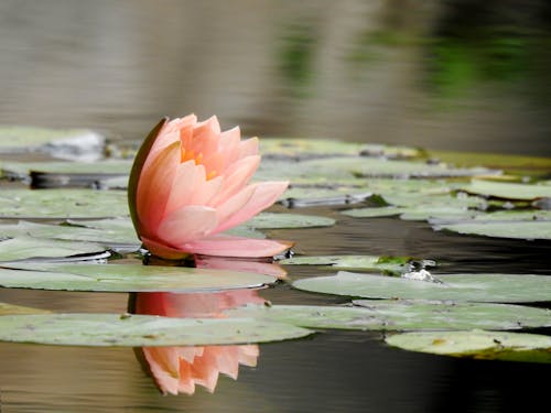 Free Water Lily on the Lake Stock Photo
