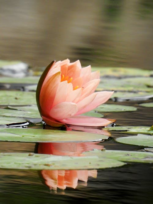 Photo of a Blooming Water Lily